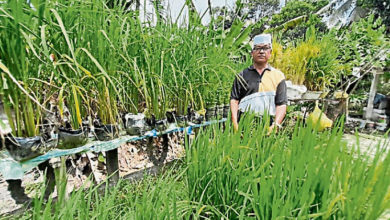 Photo of 住家範圍塑料袋種稻 男子3個月收成2kg白米