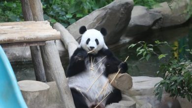 Photo of 興興靚靚租約 延至年杪 動物園要求再延長3年