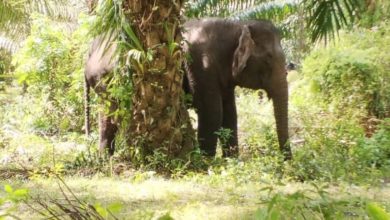 Photo of 【保時捷撞大象】母象找到了  腳部有皮外傷
