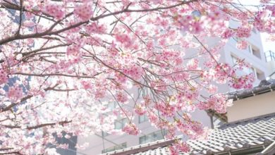Photo of 【視頻】11年來最慢開花！東京櫻花終於開了