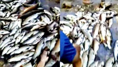 Photo of 保護區大量魚隻死亡 漁業局調查收集犯案證據