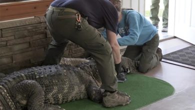 Photo of 男子自家養著350公斤鱷魚“寵物”任人摸 警方將它帶走
