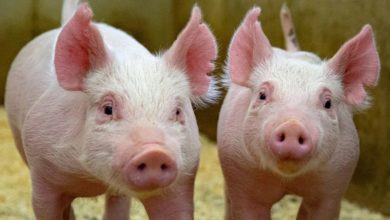 Photo of 豬有兩個部位髒到不能吃？  國外專家揭原因曝：兩族群吃了恐生病