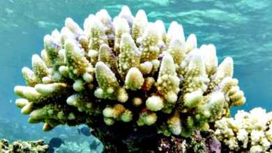 Photo of 澳洲大堡礁再發生“大規模白化事件”