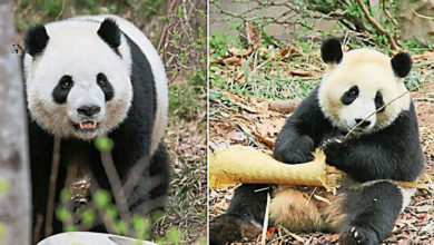Photo of 中2熊貓下週旅居西班牙