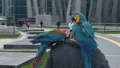 Photo of 鸚鵡狂喊“我老公不在，過來吧” 男子帶鳥打離婚官司