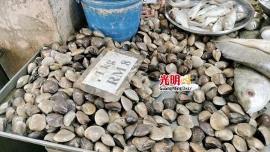 Photo of 波青口貝事故沒影響  巴剎酒樓貝類銷量如常