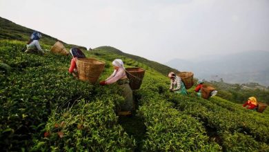 Photo of 炒房不成改炒茶？中國狂掃尼泊爾茶葉 開價比印度高7倍