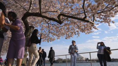 Photo of 日本將贈250棵櫻花樹 作為美國獨立250週年禮物