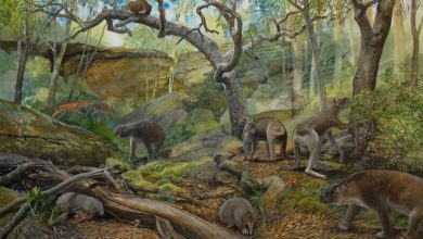 Photo of 史前袋鼠之謎解開 澳洲發現3種巨型新物種