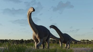 Photo of 研究：恐龍活躍地球逾億年演化成功 成長快速是關鍵