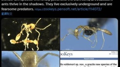 Photo of 地底獵殺者“佛地魔蟻” 澳洲發現新品種螞蟻