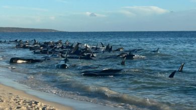 Photo of 160頭領航鯨在澳洲海灘擱淺 或難逃被安樂死命運