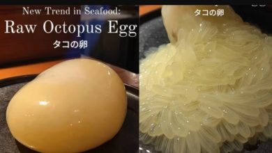 Photo of 獅城日本餐廳推生章魚卵 網民：不必什麽都拿來吃吧