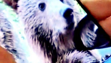 Photo of 遊客：以為它很友善 遇野熊開車窗拍照 下一秒被咬傷