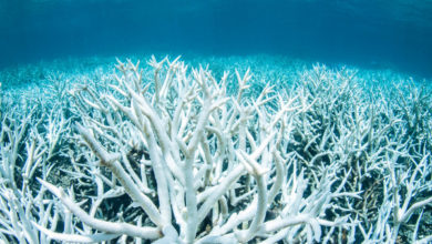 Photo of 天氣越來越熱 珊瑚礁第4次大規模白化