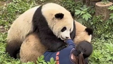 Photo of 【視頻】雙胞胎熊貓 撲倒美女奶媽