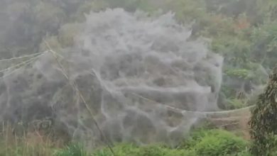 Photo of 【視頻】泉州出現巨幅蜘蛛網 網友:現實版盤絲洞