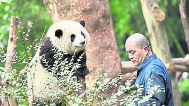Photo of 成都文旅局發“熊事任命” “花花”當榮譽局長