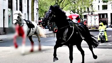 Photo of 【視頻】英皇家騎兵隊馬匹暴衝亂竄 血染街頭 至少5傷