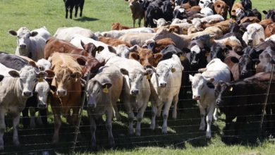 Photo of 美牛群感染禽流感疫情擴大 增加人類感染風險