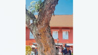 Photo of 若發現樹木有安全隱憂 可通過Mytrees app投報