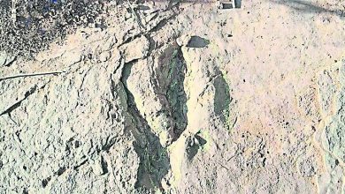 Photo of 閩發現最大恐龍足跡  估計屬長5米恐爪龍