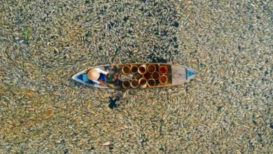 Photo of 熱浪高溫管理不善 越南水庫200噸魚群暴斃