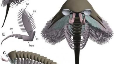 Photo of 科研人員還原 5.2億年前長尾螳螂蟲面貌