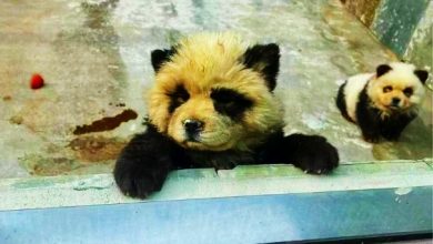 Photo of 松獅狗染色變熊貓 動物園：沒標注就不算虛假宣傳