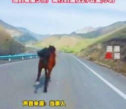 Photo of 他騎腳車偶遇一匹馬 “想超車卻被遠遠甩開”