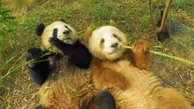 Photo of 大熊貓不只有黑白色 秦嶺時隔6年再發現棕色大熊貓