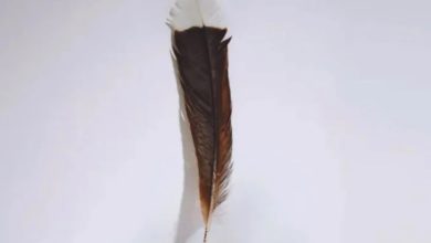 Photo of 世界最貴一根羽毛 拍賣逾10萬