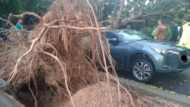 Photo of 隆市午間大雨釀5樹倒 共10輛轎車及民宅受毀
