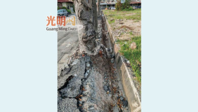 Photo of 受老樹根影響坍塌變形 市廳撥5萬修溝鋪行人道