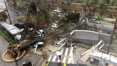 Photo of 狂風暴雨襲首都 數十尺大樹倒下 壓17輛車1死1傷