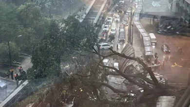 Photo of 大樹突倒下攔路 單軌火車司機救了一整車乘客