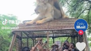 Photo of 【視頻】獅子爬上觀光車交配 遊客比母獅更興奮