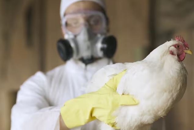 澳洲增至6個養殖場爆發禽流感