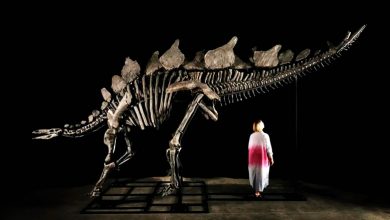 Photo of 史上最完整 劍龍化石將拍賣 預估近3千萬