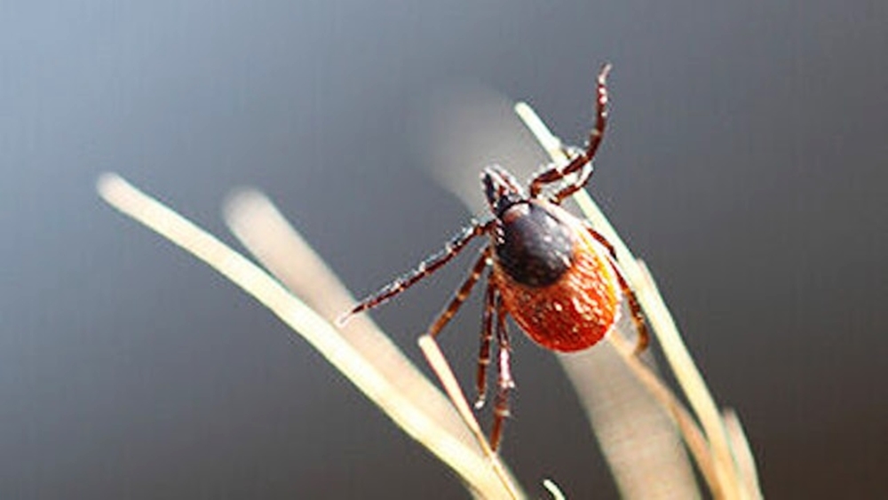 歐洲疾病預防控制中心官網上的蜱蟲及CCHF相關照片