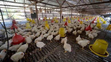 Photo of 雞蛋降價農場受影響 市場雞蛋短缺問題加劇