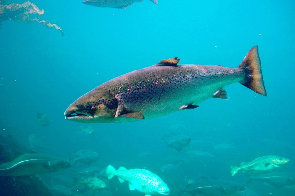 挪威等主要鮭魚產地的出口價格大幅上漲