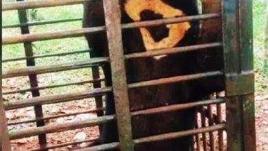 Photo of 丹州野生動物局一週內 先後捕獲一母一公太陽熊