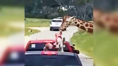 Photo of 2歲女童遊動物園 被長頸鹿叼到半空中