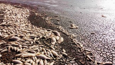 Photo of 墨西哥北部嚴重乾旱 潟湖乾涸大量魚群死亡