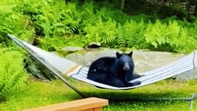 Photo of 院子里來了“訪客” 小熊悠閒坐吊床