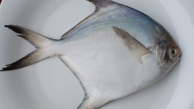 Photo of 檳海洋生態遭破壞 鯧魚石斑紅白皂魚快絕跡