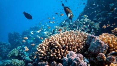 Photo of 全球暖化海水升溫 大馬逾半海洋公園 珊瑚礁白化
