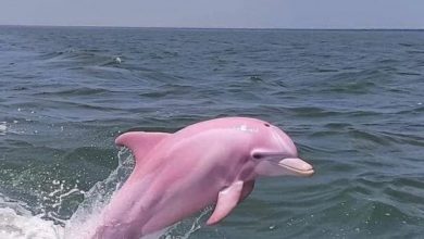 Photo of 柬海域發現粉紅色海豚